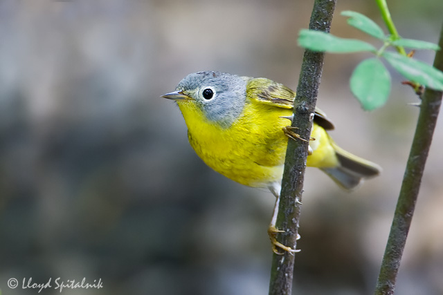 Nashville Warbler