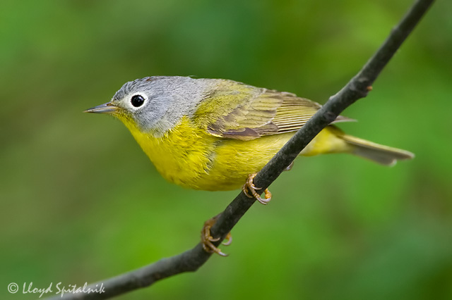 Nashville Warbler