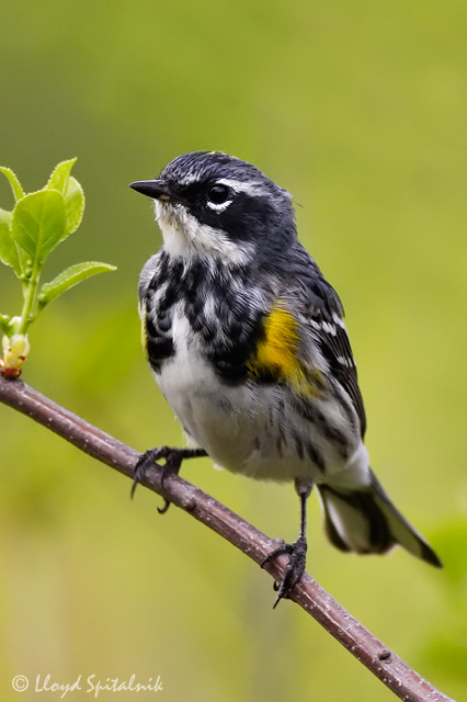 Yellow-rumped Warbler