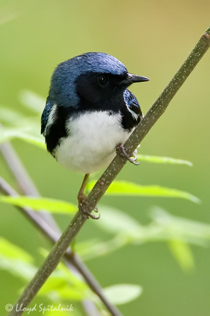 Black-throated Blue Warbler