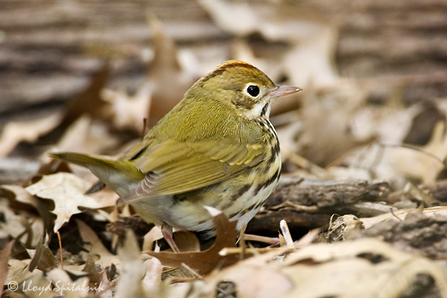Ovenbird