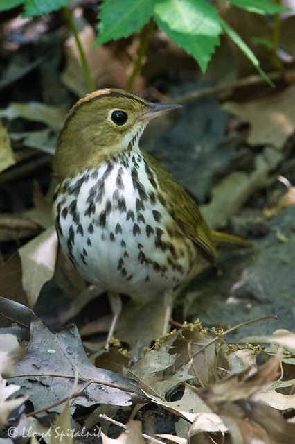 Ovenbird