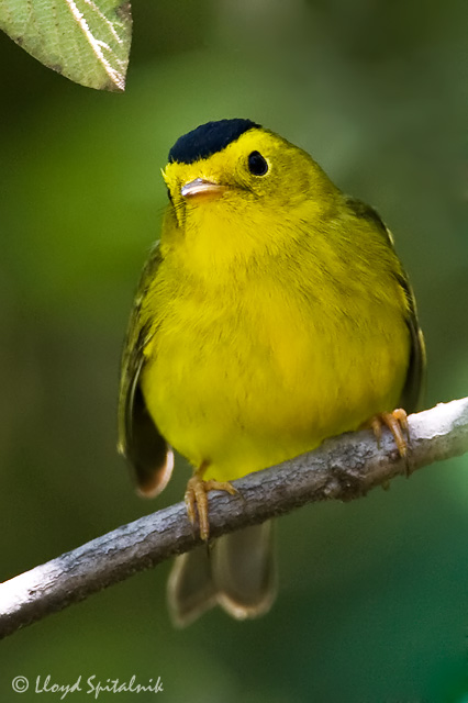 Wilsons Warbler