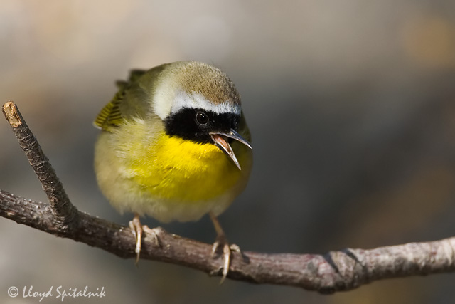 Common Yellowthroat