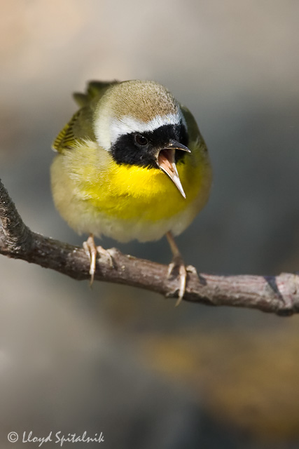 Common Yellowthroat