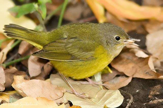 Mourning Warbler