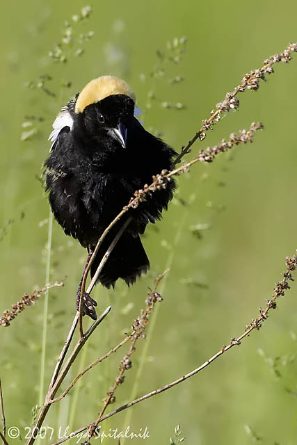 Bobolink