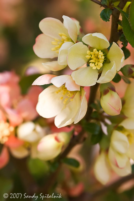 Flowering Quince