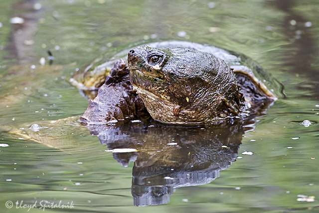 Snapping Turtle