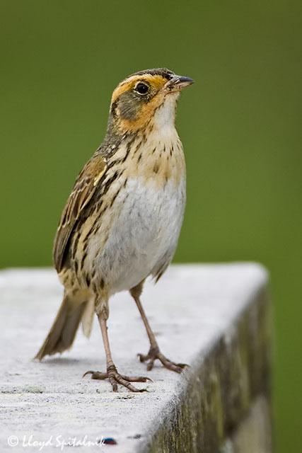 Saltmarsh Sparrow