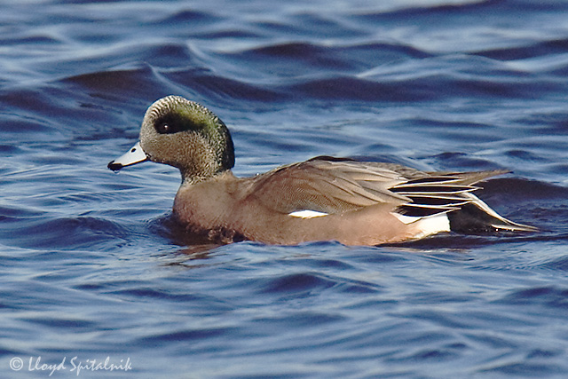 American Wigeon