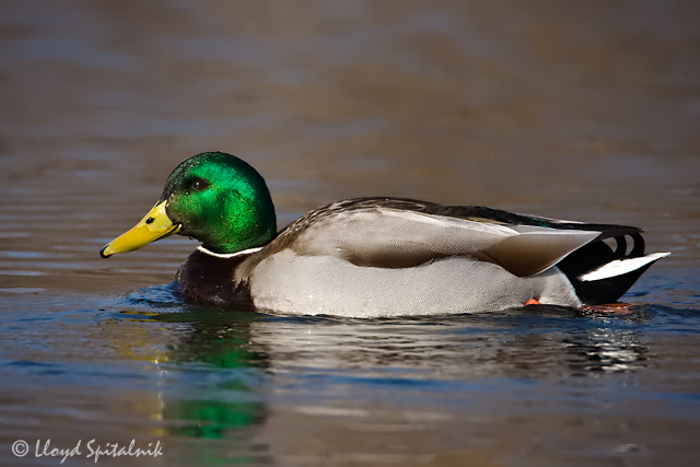 Mallard