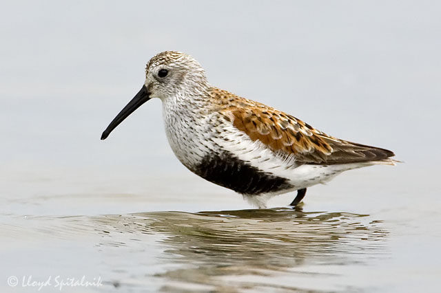 Dunlin