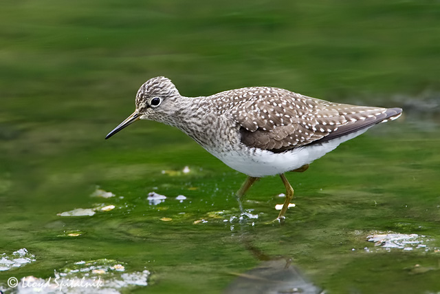 Solitary Sandpiper