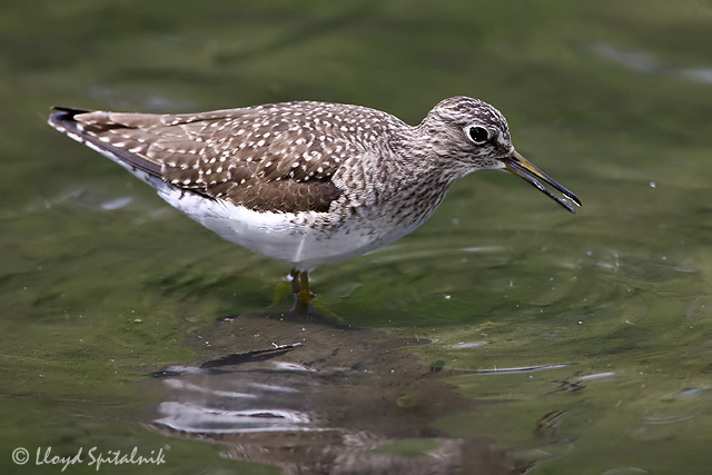 Solitary Sandpiper