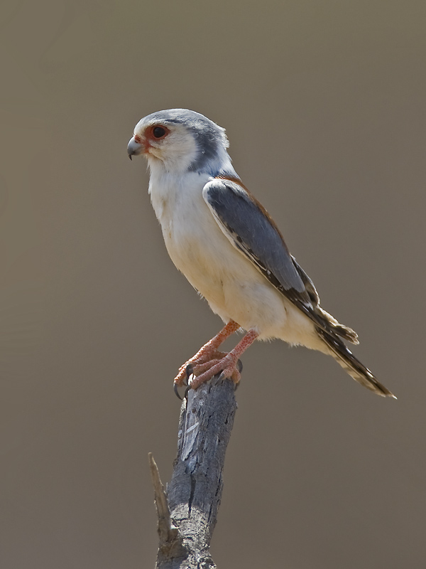 pygmy falcon  dwergvalk  Polihierax semitorquatus