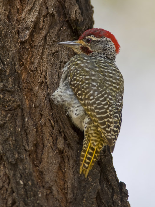 nubian woodpecker (male)  Campethera nubica