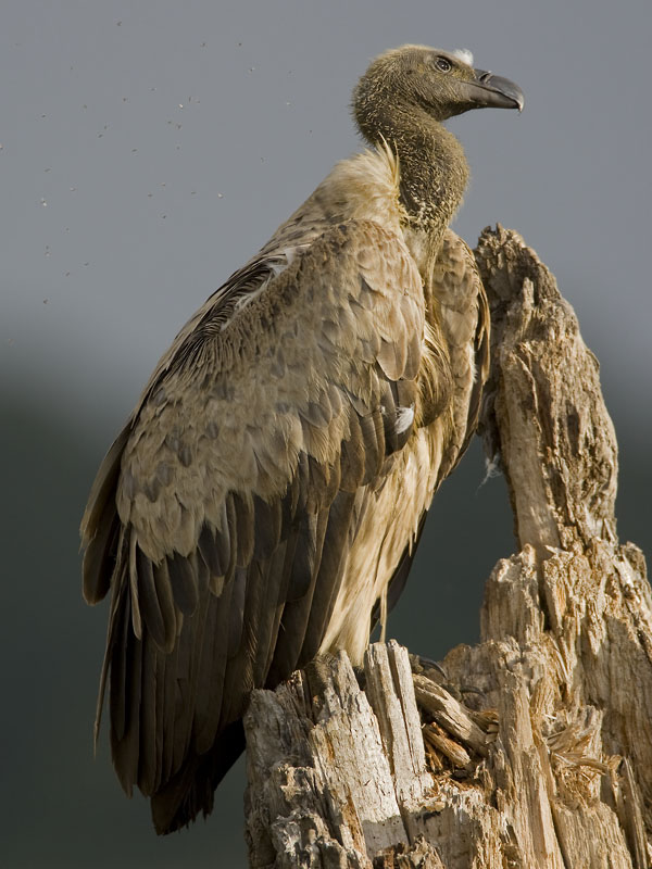 african white-backed vulture  witruggier  Gyps africanus