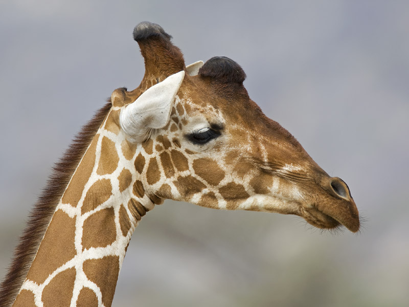 reticulated giraffe  netgiraffe  Giraffa camelopardalis reticulata