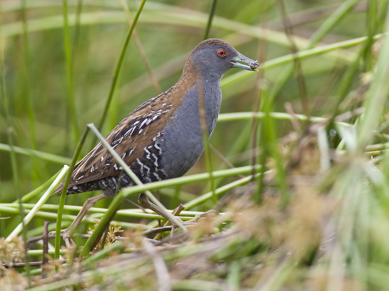baillons crake <br> kleinst waterhoen <br> Porzana pusilla