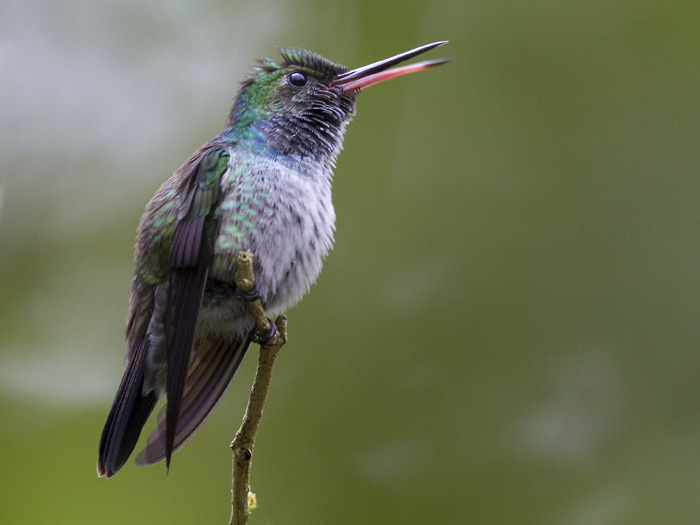 blue-chested hummingbird  blauwbuikamazilia  Polyerata amabilis