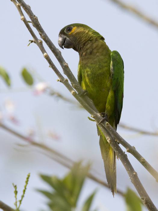 brown-throated parakeet  masparkiet  Aratinga pertinax
