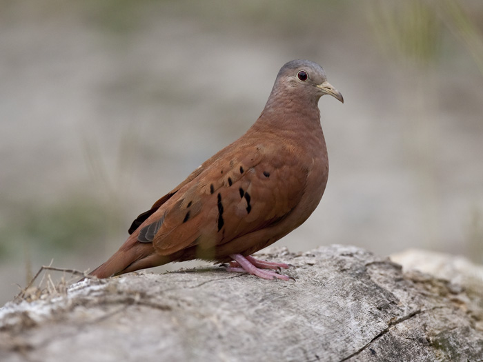 ruddy ground-dove   steenduif  Columbina talpacoti