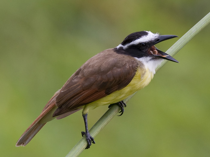 great kiskadee  grote kiskadie  Pitangus sulphuratus