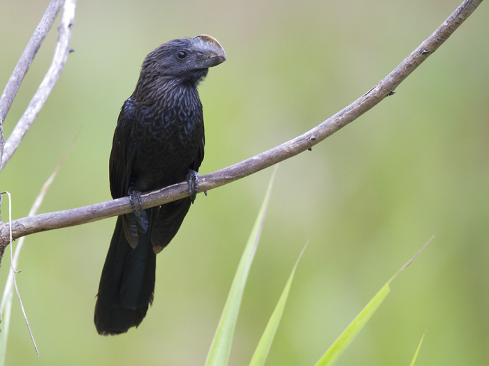 smooth-billed ani  gladsnavelani  Crotophaga ani