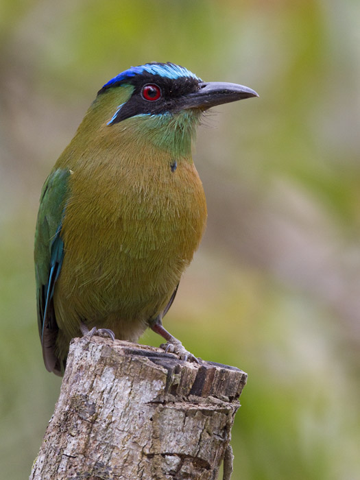 blue-crowned motmot  blauwkapmotmot  Momotus momota