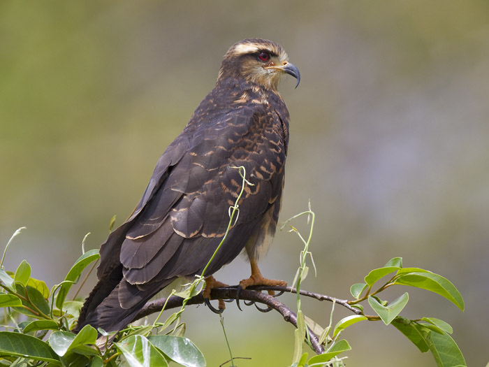 snail kite <br> slakkenwouw <br> Rostrhamus sociabilis