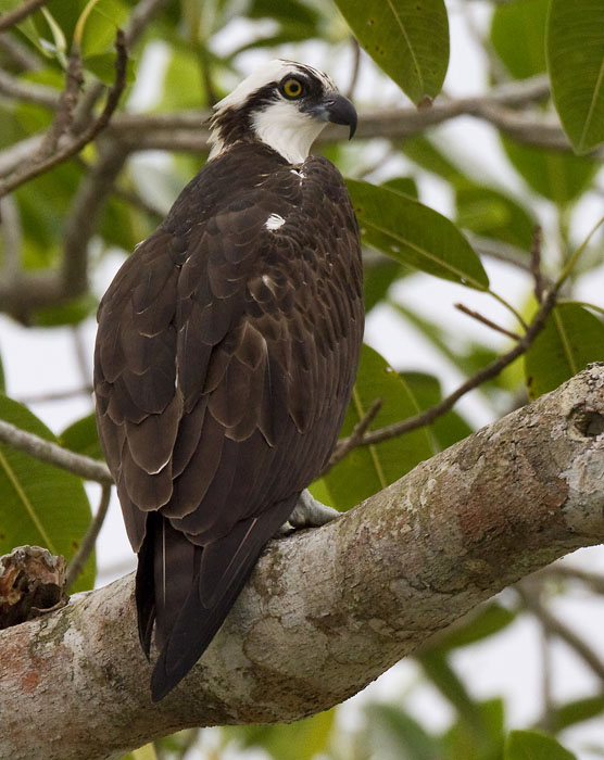 osprey  visarend  Pandion haliaetus