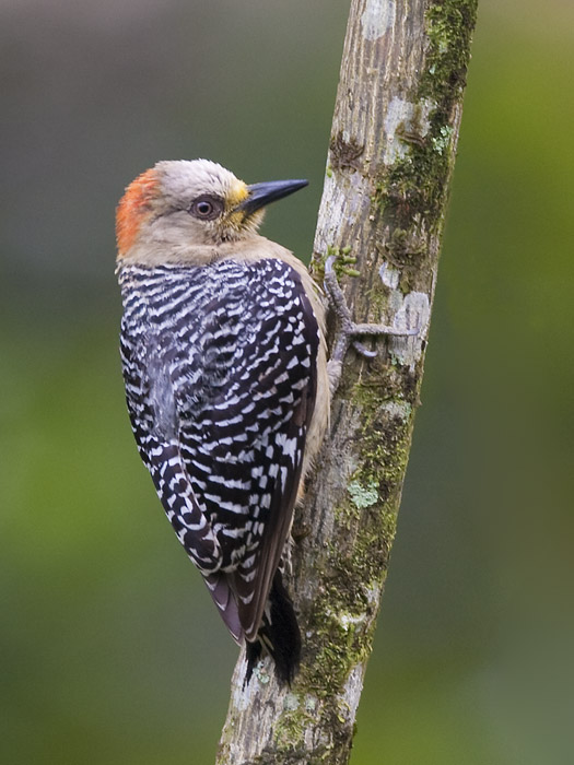 red-crowned woodpecker  roodkruinspecht  Melanerpes rubricapillus