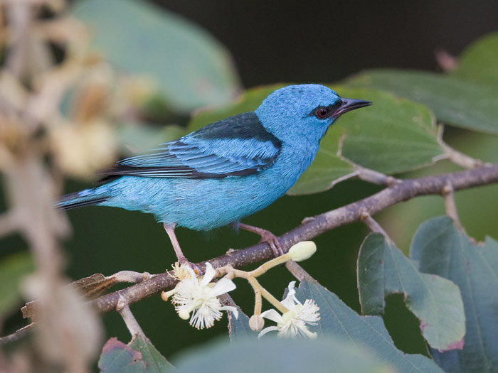 blue dacnis (male)  blauwe pitpit  Dacnis cayana