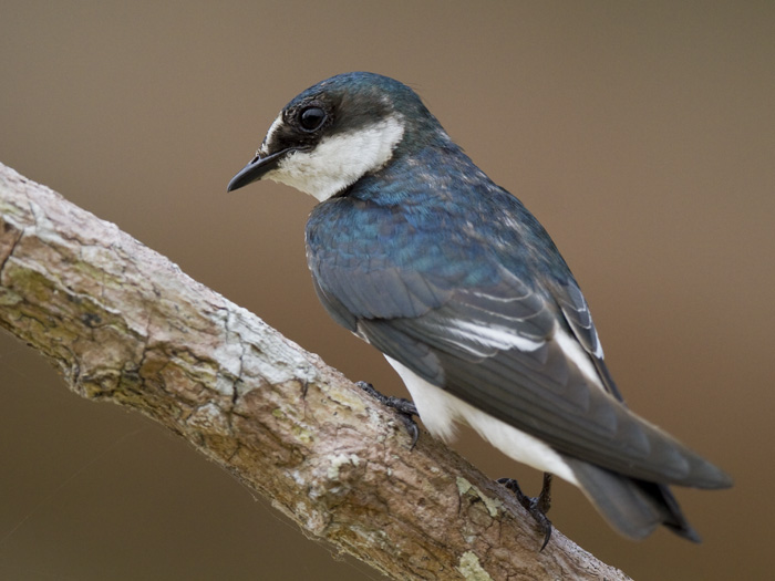 mangrove swallow  mangrovezwaluw  Tachycineta albilinea