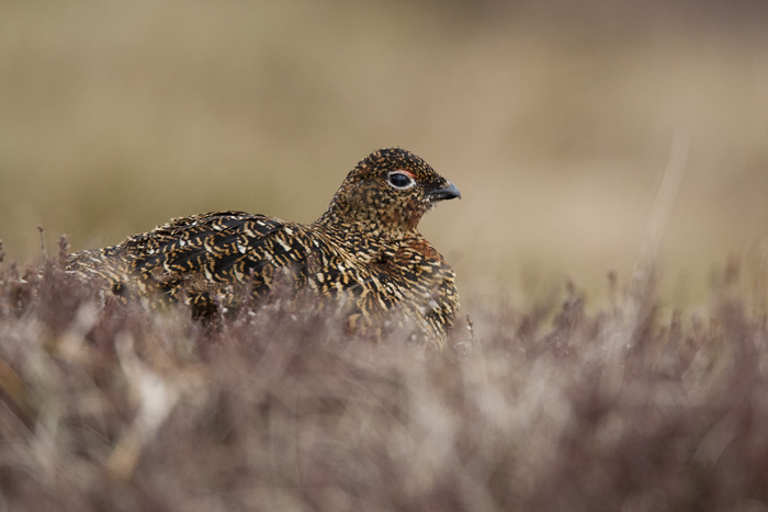 red grouse (female)  Schots sneeuwhoen  Lagopus scoticus