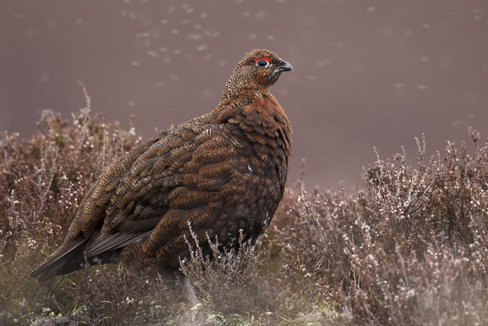 red grouse (male)  Schots sneeuwhoen  Lagopus scoticus