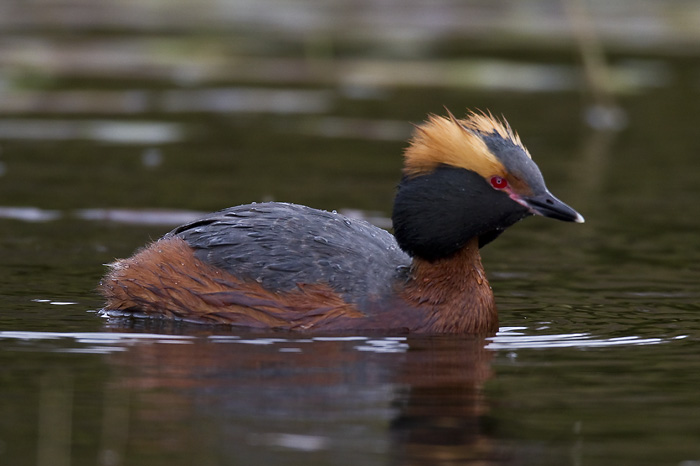 slavonian grebe  kuifduiker  Podiceps auritus