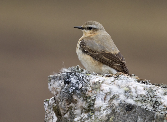 northern wheatear  tapuit  Oenanthe oenanthe