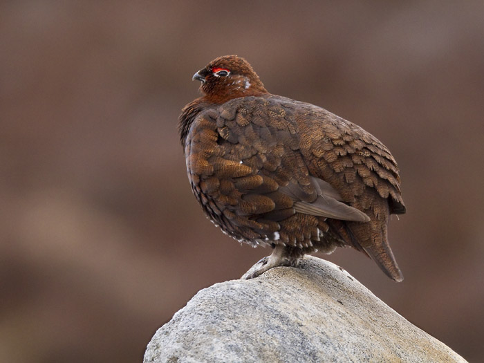 red grouse (male)  Schots sneeuwhoen  Lagopus scoticus