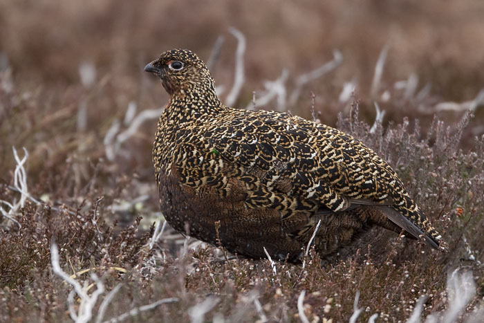 red grouse (female)  Schots sneeuwhoen  Lagopus scoticus