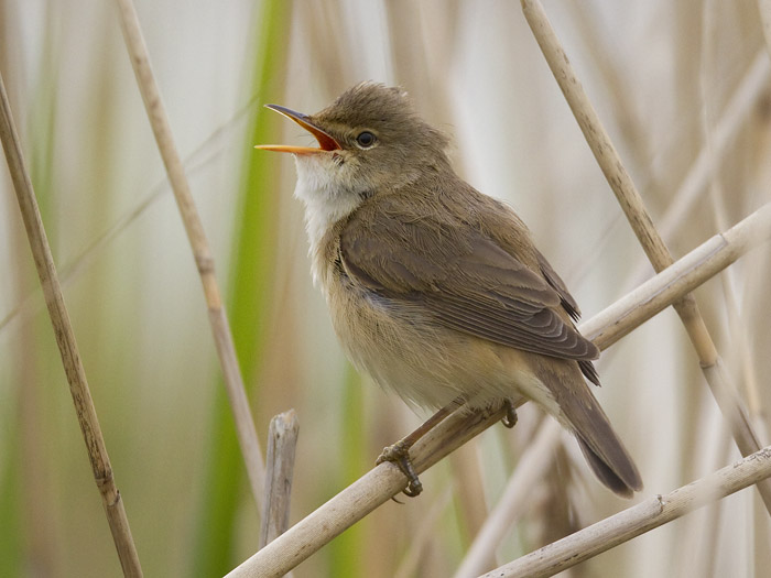 sedge warbler  rietzanger  Acrocephalus schoenobaenus