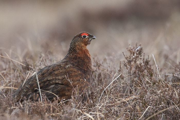red grouse (male)  Schots sneeuwhoen  Lagopus scoticus