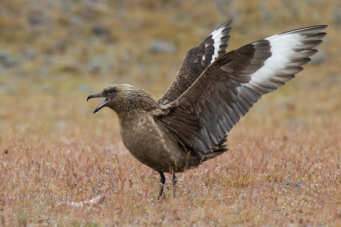 great skua  grote jager  Stercorarius skua