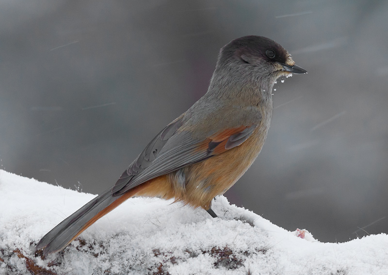 siberian jay <br> taigagaai (NL) lavskrike (NO) <br> Perisoreus infaustus