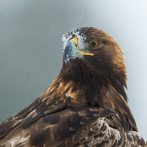 golden eagle  steenarend (NL) kongern (NO)  Aquila chrysaetos
