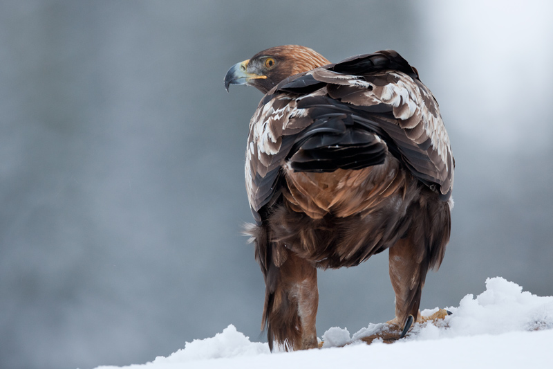 golden eagle  steenarend (NL) kongern (NO)  Aquila chrysaetos