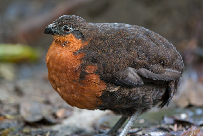 dark-backed wood-quail  corcovado dorsioscuro (Esp)  Odontophorus melanonotus