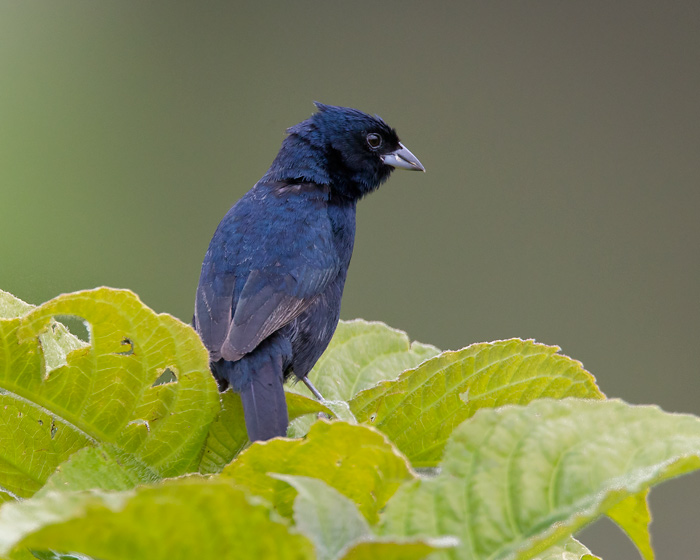 blue-black grassquit (m.)   negrito chirr  Volatinia jacarina