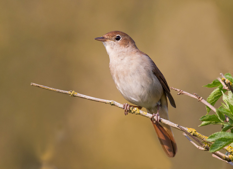 common nightingale  nachtegaal  Luscinia megarhynchos